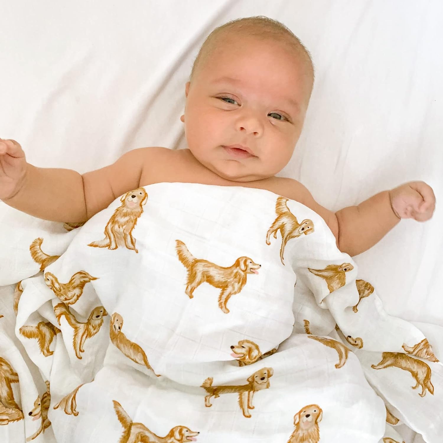 Golden Retriever (Swaddle)